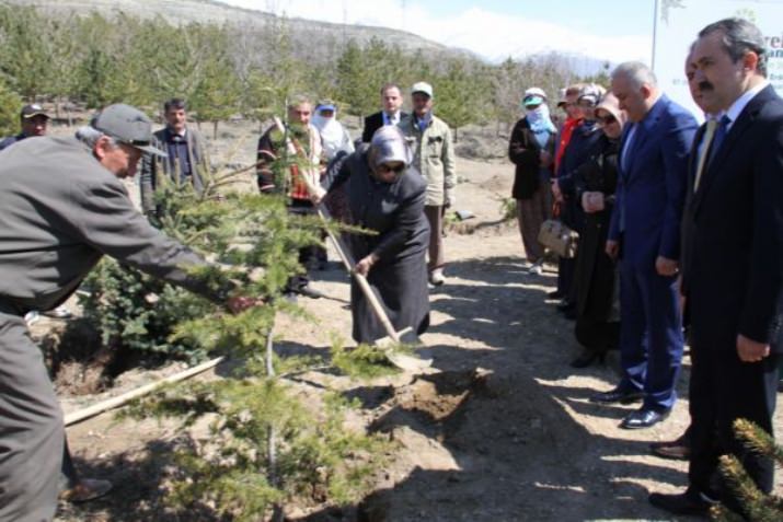 Bereket Ormanlarına Fidan Dikimi